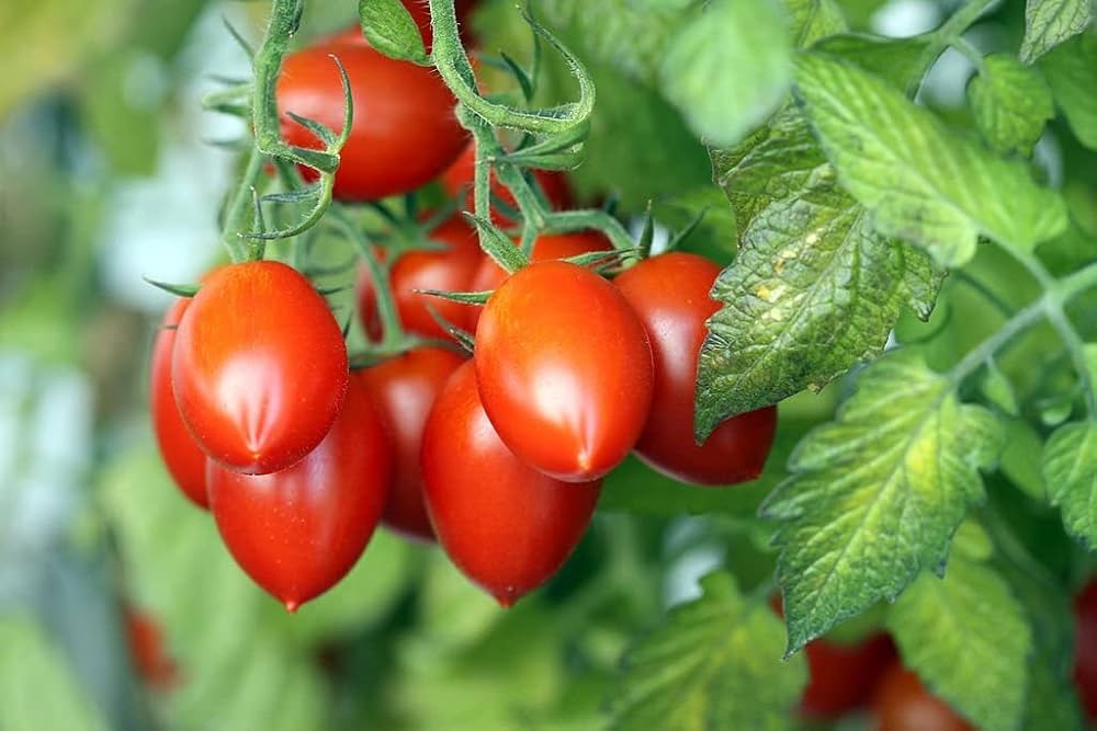 Long cluster tomato solanum lycopersicum für aussaat in gemüse patch