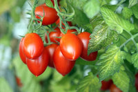 Long cluster tomato solanum lycopersicum für aussaat in gemüse patch