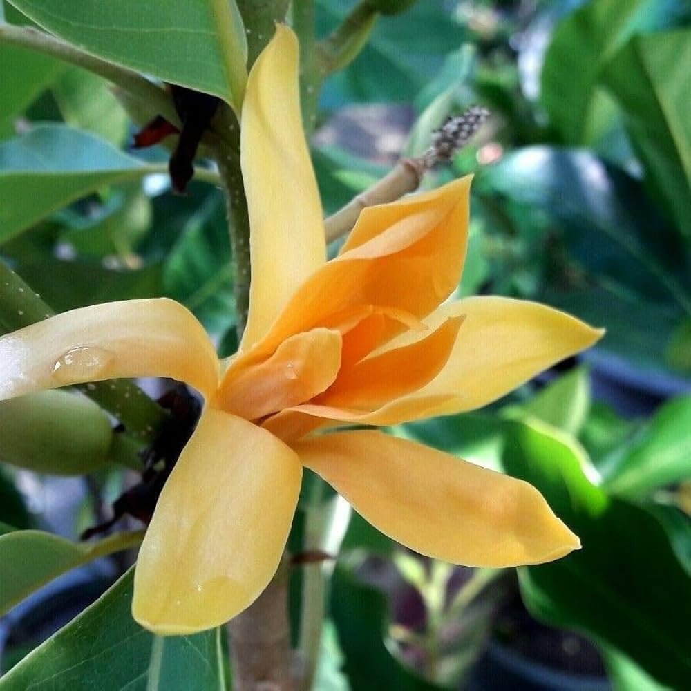 Gelb magnolia blume samen for bold, bright garten blooms