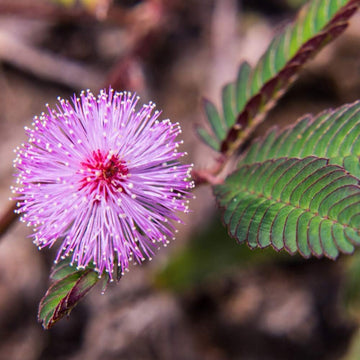 Lila mimosa pudica blume samen for anpflanzung cut blume favorite heirloom & gmo free samen for home garten 
 
 sale samen for home garten anpflanzung