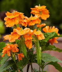 Firecracker Blumensamen zur Aussaat – leuchtend – Traditionssorte & ohne Gentechnik Samen Hausgarten