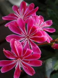 Lewisia Rosa Blumensamen zur Aussaat – farbenfroh mehrjährige Blüten
