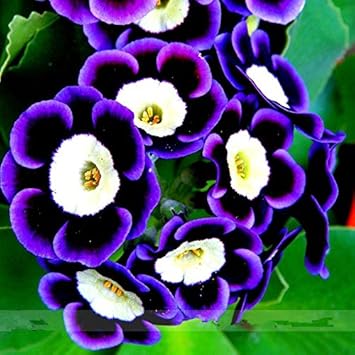 Blau schwarz phantom blume samen for anpflanzung - cut blume favorite, heirloom & gmo free samen for home garten
 
 sale for anpflanzung in home garten