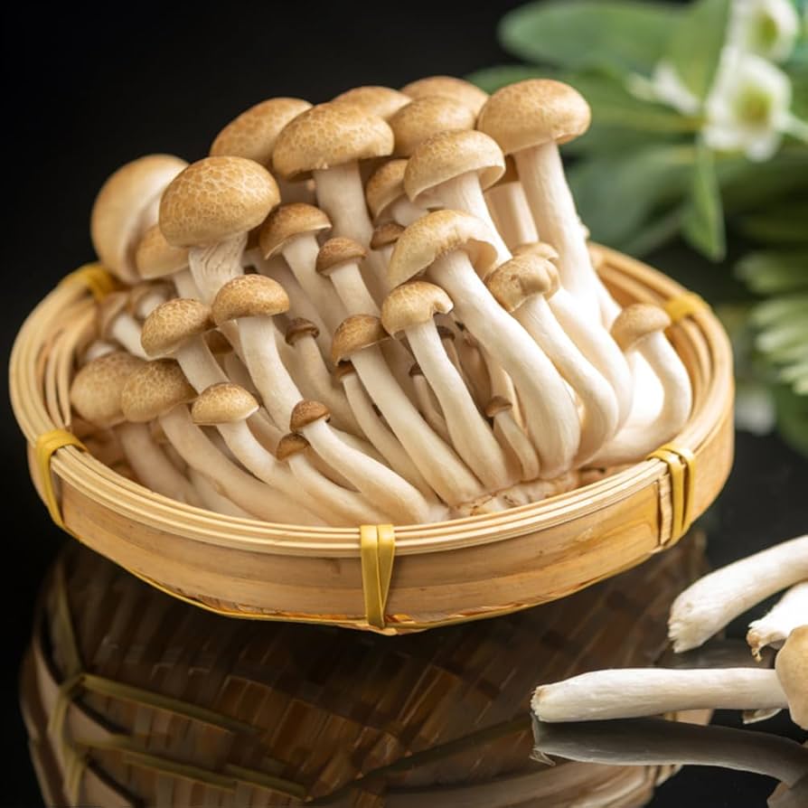 Braun Pilz Samen zum Pflanzen  Premium Gemüsesamen