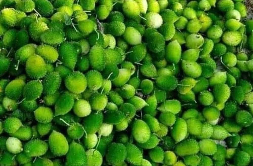 Green Wooly Bear Gourd Gemüse Planting Samen