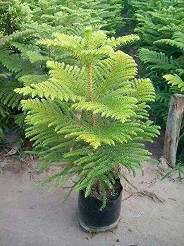 Grün Araucaria Blumensamen zur Aussaat – farbenfroh Schau – Traditionssorte & ohne Gentechnik Samen Hausgarten