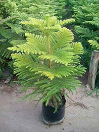 Grün Araucaria Blumensamen zur Aussaat – farbenfroh Schau – Traditionssorte & ohne Gentechnik Samen Hausgarten