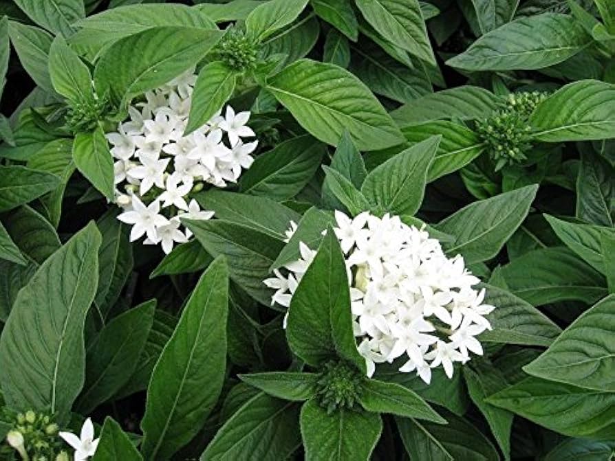 Weiß pentas starla blume samen for anpflanzung - wildflower mix, heirloom & gmo free samen for home garten
 
 sale samen for home garten