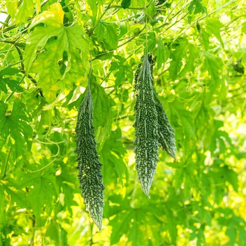 Bitter Gourd Samen zum Pflanzen Momordica Charantia vegetable patch healing garden