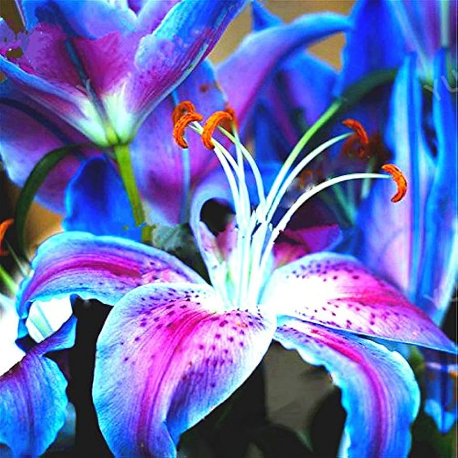 Rare bonsai lily samen with pleasant fragrance for home gardens