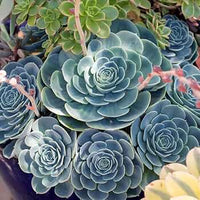 Himmelblau Succulent Blumensamen zur Aussaat – Drought verträglich – Traditionssorte & ohne Gentechnik Samen Hausgarten