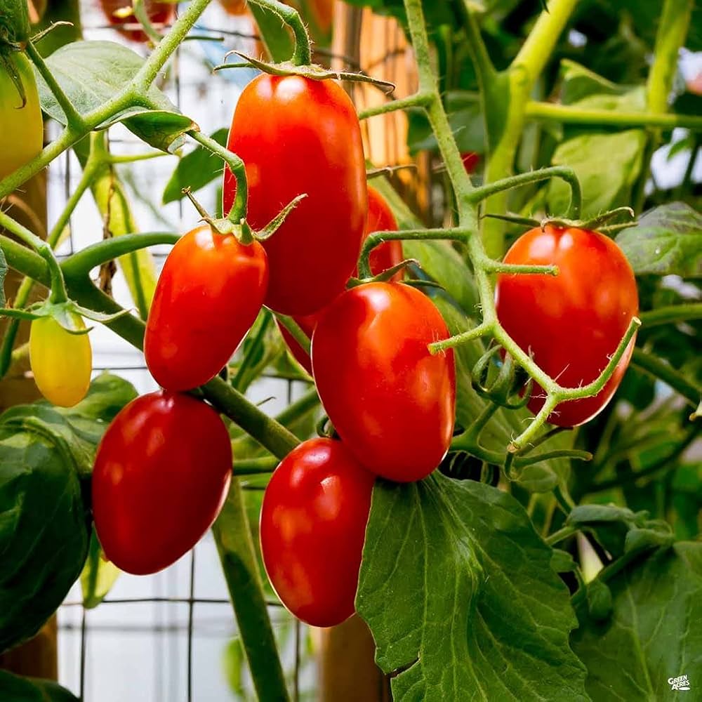 Long Cluster Tomate Samen zum Pflanzen Solanum lycopersicum for vegetable patches and home gardens