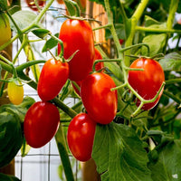 Long Cluster Tomate Samen zum Pflanzen Solanum lycopersicum for vegetable patches and home gardens