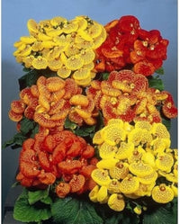 Gelb Calceolaria Crenatiflora Blumensamen zur Aussaat – Drought verträglich – Traditionssorte & ohne Gentechnik Samen Hausgarten