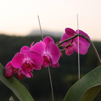 Rosa Hydroponic Orchidee Blumensamen zur Aussaat – saisonal Dauerblüher – Traditionssorte & ohne Gentechnik Samen Hausgarten