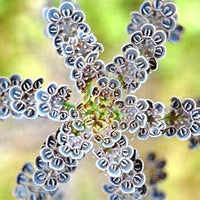 Grün Flammendes Käthchen Thyrsiflora Blumensamen zur Aussaat – sonnenliebend – Traditionssorte & ohne Gentechnik Samen Hausgarten