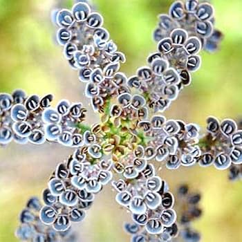 Grün Flammendes Käthchen Thyrsiflora Blumensamen zur Aussaat – sonnenliebend – Traditionssorte & ohne Gentechnik Samen Hausgarten