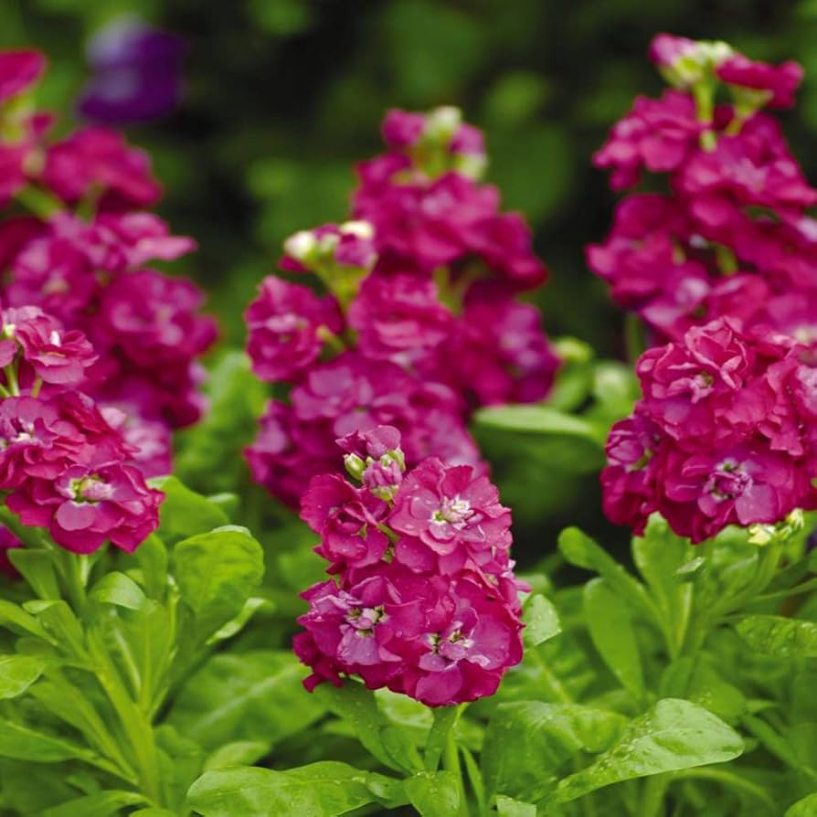 Levkoje Incana tief Rose Samen zur Aussaat Frühling Beds Landhaus Garten