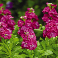 Gemischt Levkoje Incana Levkoje incana Blumensamen zur Aussaat Blume Beet