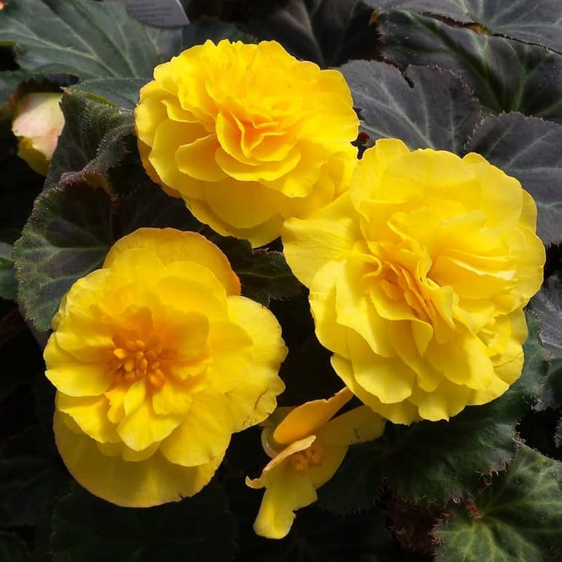 Graines de fleurs de bégonia jaune clair, idéales pour votre jardin