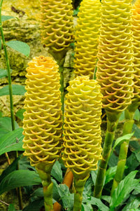 Beehive (beehive ginger) samen for anpflanzung in home garten