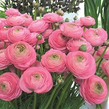 hell Rosa Ranunculus Samen Blumensamen zur Aussaat robust Sorte Traditionssorte & ohne Gentechnik Samen Hausgarten