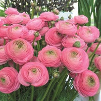 hell Rosa Ranunculus Samen Blumensamen zur Aussaat robust Sorte Traditionssorte & ohne Gentechnik Samen Hausgarten