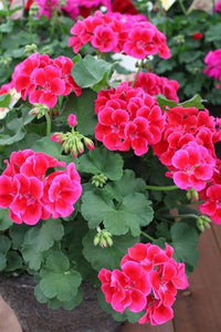 dunkel Rosa Geranie Pelargonium Blumensamen zur Aussaat Halbschatten verträglich Traditionssorte & ohne Gentechnik Samen Hausgarten