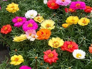 Moss rose tequila mix portulaca samen for bright blooms