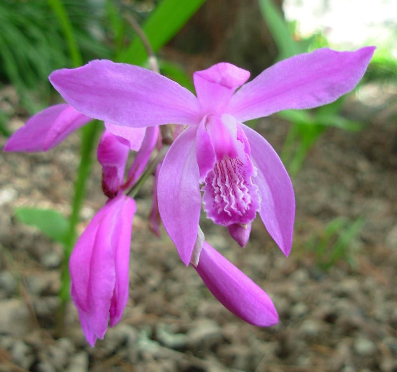 Bletilla striata blume samen for anpflanzung colorful display heirloom & gmo free samen for home garten 
 
 sale samen for home garten anpflanzung