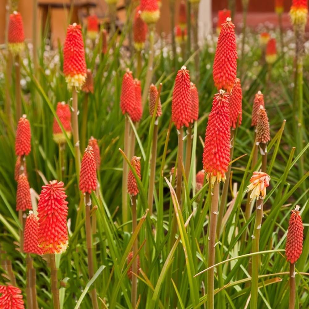 Gemischte Fackelblume Samen Lilie Kniphofia Uvaria Blumensamen