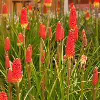 Gemischte Fackelblume Samen Lilie Kniphofia Uvaria Blumensamen