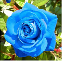 Rose Blumensamen zur Aussaat leuchtend Blüten Traditionssorte & ohne Gentechnik Samen Hausgarten