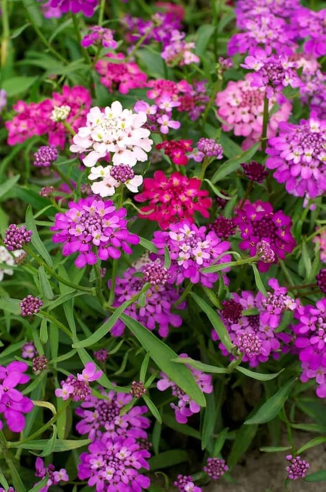 Fairyland Candytuft Iberis umbellata Blumensamen zur Aussaat Blume Beet