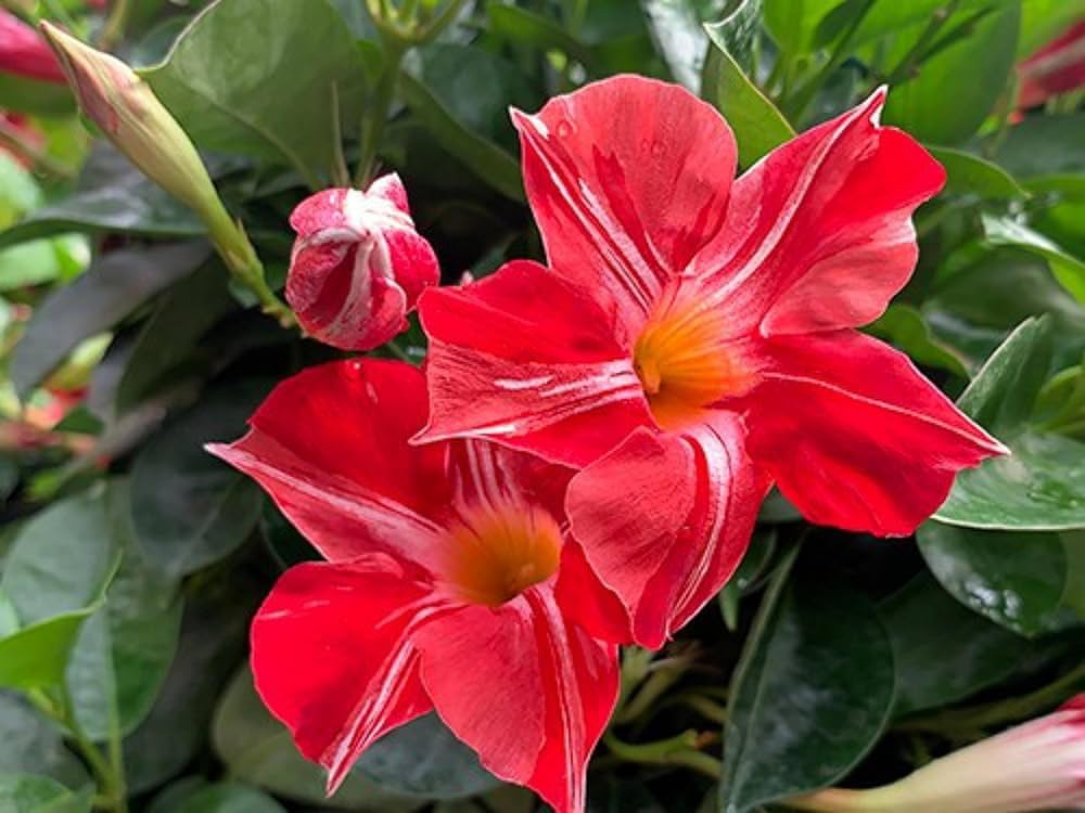 Dipladenia Blumensamen zur Aussaat farbenfroh Schau Traditionssorte & ohne Gentechnik Samen Hausgarten