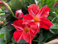 Dipladenia Blumensamen zur Aussaat farbenfroh Schau Traditionssorte & ohne Gentechnik Samen Hausgarten