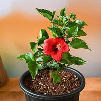 Hibiskus Rosa-sinensis Blumensamen zur Aussaat Blume Beet und tropisch Garten