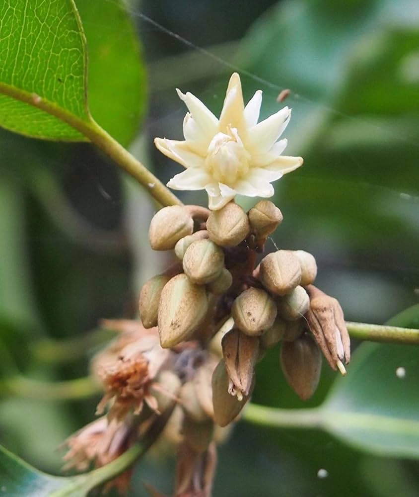 Mimusops Blumensamen zur Aussaat Garten beliebt Traditionssorte & ohne Gentechnik Samen Hausgarten