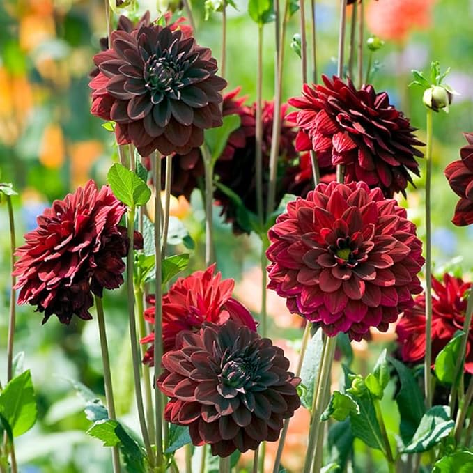 Gemischt Dahlie Dahlie spp Blumen zur Aussaat Blume Beet
