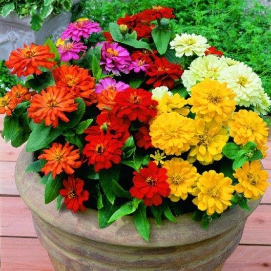 MultiColor Zinnie Blumensamen zur Aussaat Anzucht Traditionssorte & ohne Gentechnik Samen Hausgarten