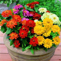 MultiColor Zinnie Blumensamen zur Aussaat Anzucht Traditionssorte & ohne Gentechnik Samen Hausgarten