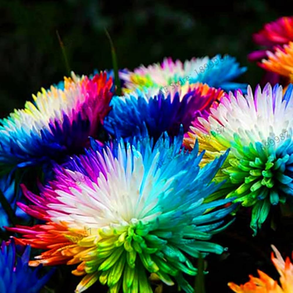 Rainbow Chrysantheme Chrysantheme indicum Samen zur Aussaat Blume Beet und Urban Garten