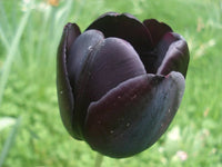 Tulpe Schwarz Blumensamen zur Aussaat – leuchtend – Traditionssorte & ohne Gentechnik Samen Hausgarten