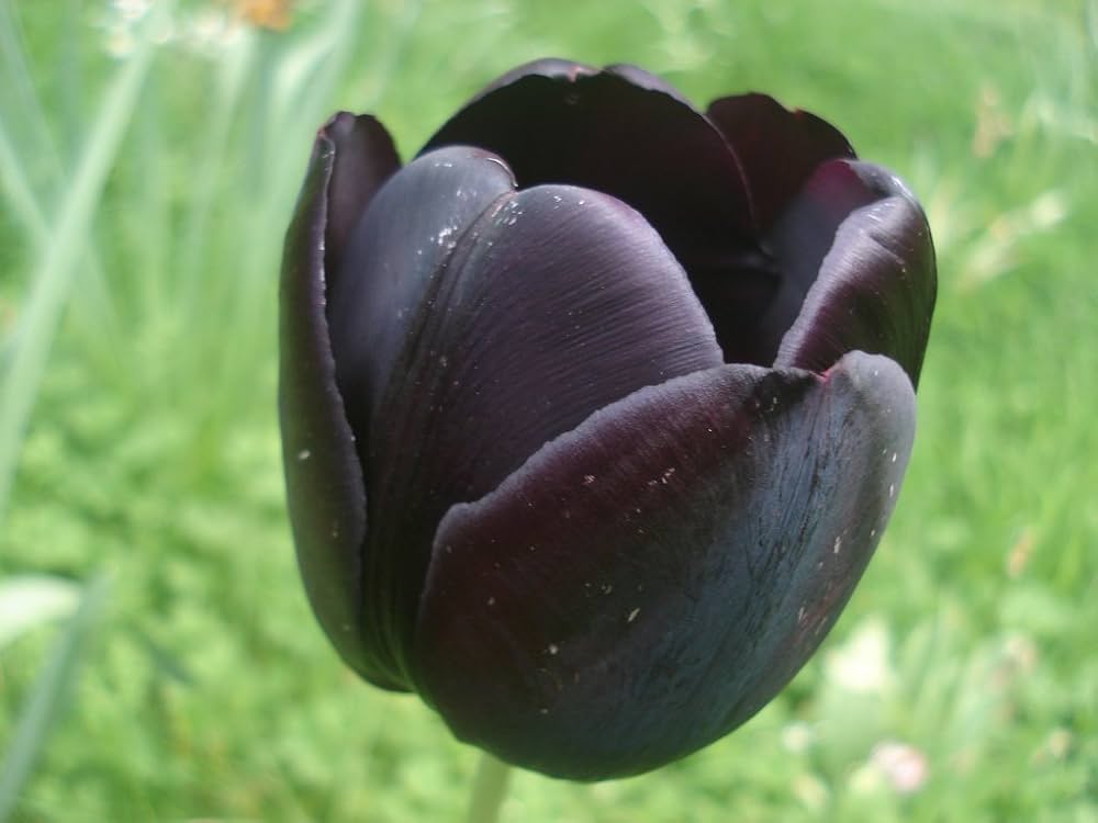 Schwarz Tulpe Blumensamen zur Aussaat – Anzucht – Traditionssorte & ohne Gentechnik Samen Hausgarten