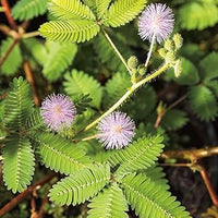 Lavender mimosa pudica blume samen for anpflanzung - easy to grow, heirloom & gmo free samen for home garten
 
 sale samen for home garten
