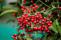 Rosa Korallenbeere Fruchtsamen  für einfaches Anpflanzen