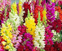 Mixed snapdragon blume samen for anpflanzung - easy to grow, heirloom & gmo free samen for home garten
 
 sale for anpflanzung in home garten.