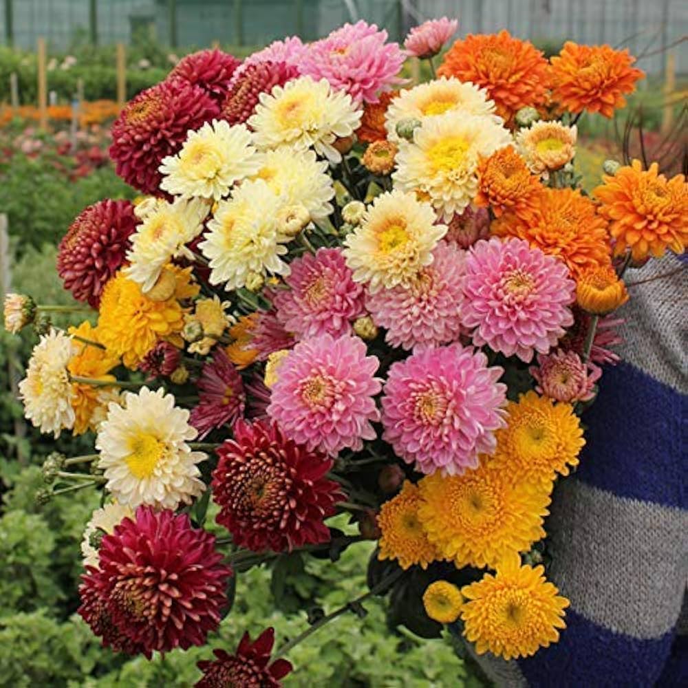 Traditionssorte Chrysantheme Blumensamen zur Aussaat lang Blüte Saison Traditionssorte & ohne Gentechnik Samen Hausgarten