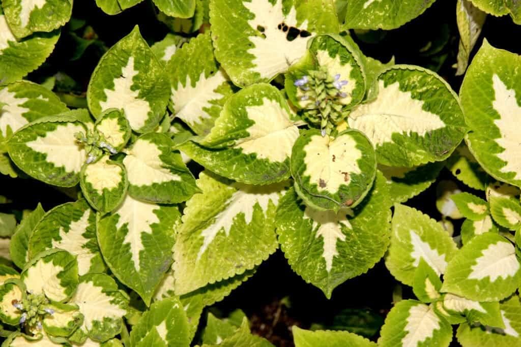Grün weiß coleus blume samen for anpflanzung - bright blooms, heirloom & gmo free samen for home garten
 
 sale samen for home garten