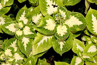 Grün weiß coleus blume samen for anpflanzung - bright blooms, heirloom & gmo free samen for home garten
 
 sale samen for home garten